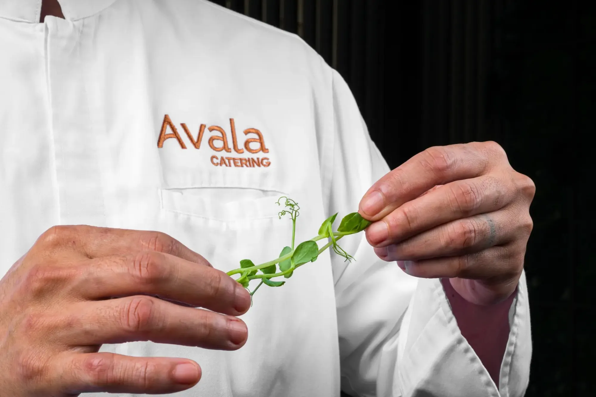 Chef placing herbs, the Avala logo on his jacket